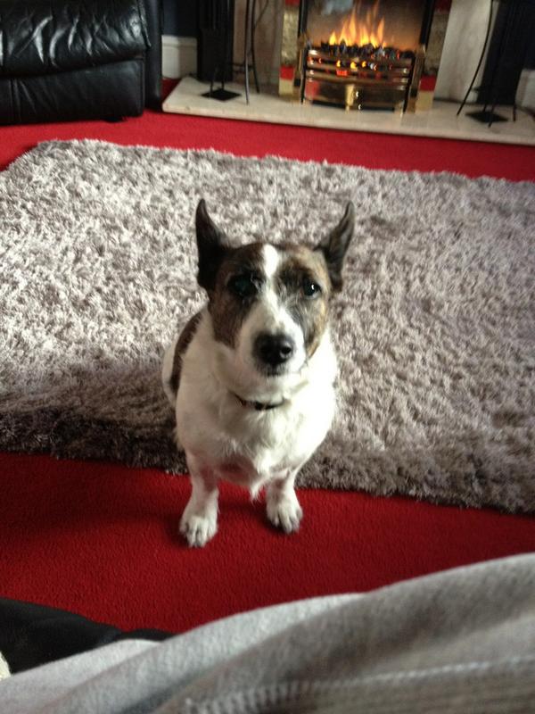 Praying for a safe return my little jack Russells gone missing 🙏😢 🐶 from Queensfield/moonrakers area #ComeHomeRosie