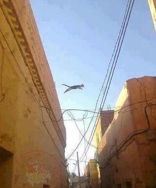 حايلي جاد (@ssssh510) on Twitter photo "<a href="/roomntec/">نايف الغازي</a>: “<a href="/naif755/">نايف الزهراني</a>: “@AZOOOZ135555: لقطه لن تراها حتى في ناشيونال جيوغرافيك <☺> : ” اقوى لقطه بلا منازع 😁”" "<a href="/roomntec/">نايف الغازي</a>: “<a href="/naif755/">نايف الزهراني</a>: “@AZOOOZ135555: لقطه لن تراها حتى في ناشيونال جيوغرافيك <☺> : ” اقوى لقطه بلا منازع 😁”"