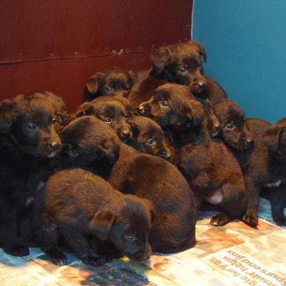 toy cat that purrs and meows