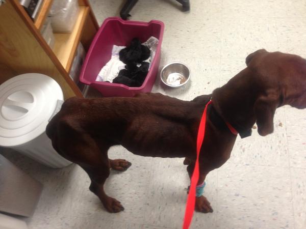 alison flanigan tweet media