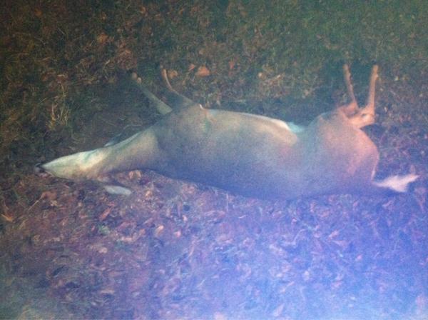 Daniel Surett tweet media