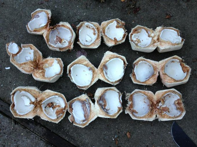 Nine Coconuts, Conquered. Drank the water yesterday, going to harvest the meat now (Cost? $9.95) http://t<a href="/tag/tedxfremont"class="tags"><span>#tedxfremont</span></a>