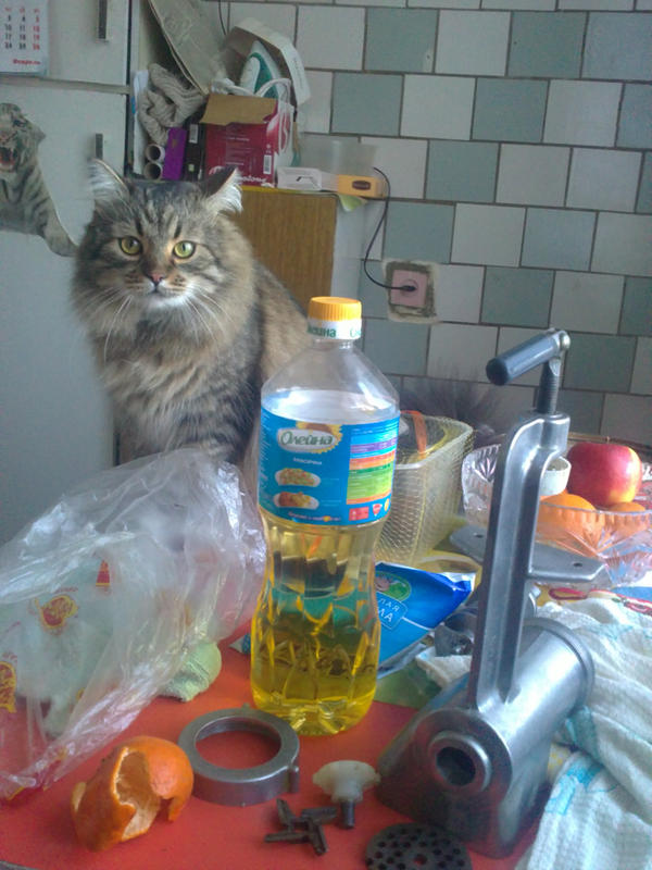 CatTimofey's tweet image. Таки воскресное утро должно накачаться с приготовления обеда.Воскресного.
Для кота