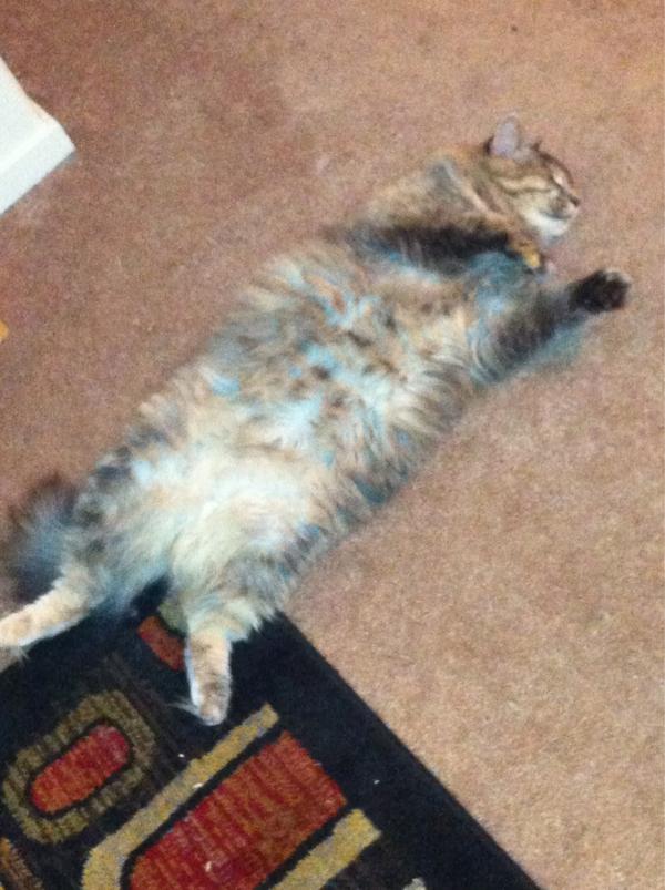 tiffanykristenA's tweet image. "I think I'm a sea otter" #WhereIsTheWater