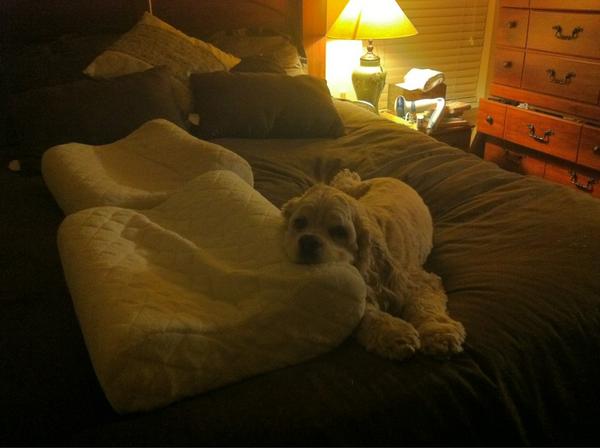 My dog is a hoot. He always, I mean ALWAYS finds a soft place to lay his head:)