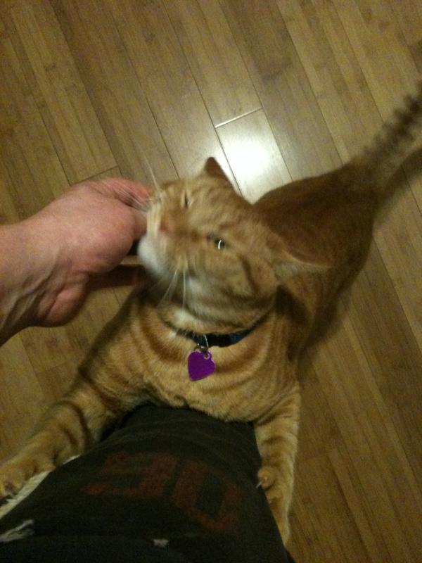 RealFratCat's tweet photo. Hello Shifty... http://t.co/xMGQlm4X