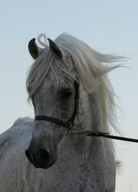 Baderstud's tweet photo. صورة اخرى 

للبطل حفيد جميل http://t.co/9Z1B3KFt