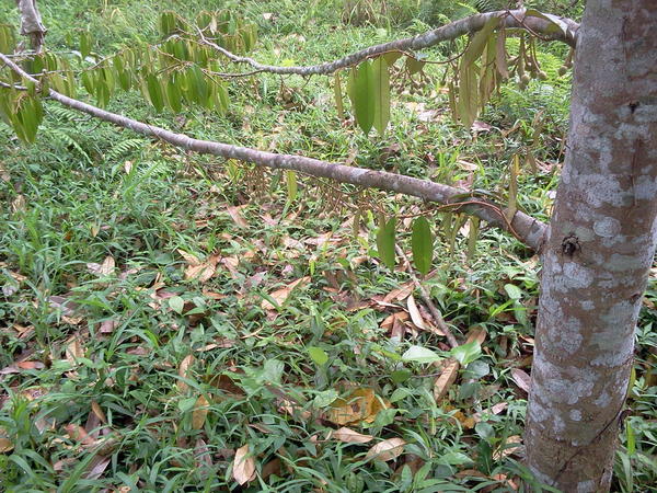 TVRI Bali. tweet media