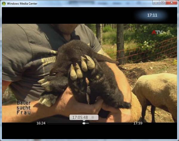 ChristophFreina's tweet image. Noch einmal (junger) #Sheepcontent (Bild: ATV). #bsf