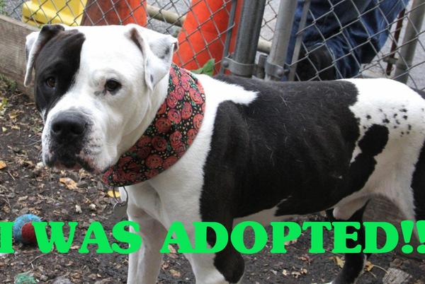 YonkersAnimals's tweet photo. We had an adoption on Saturday- we are pleased to announce that Kip got the gift of forever!!  #goodnews #adopted http://t.co/7RxsMXBh