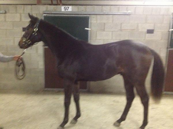 KenMQ's tweet photo. @tatts_ireland Cracking Scorpion yearling out of a Bumper winning Milan mare at NH Sales Lot118 from Moyneard Stables http://t.co/vnqBj6CQ