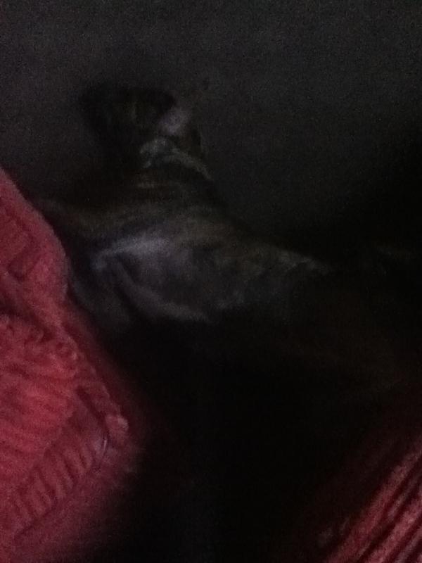SashaMutt's tweet photo. I'm sleeping! Ssshh! http://t.co/nYNUElAL