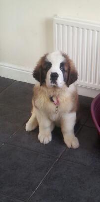 GaynorNuttall's tweet photo. Love our new baby girl (Doodazzling Magic Maddy) or Maddy for short! http://t.co/gDgcTN13