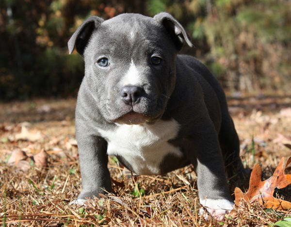 This boy is going to be a beast looking like a big dog at only 8 weeks old.