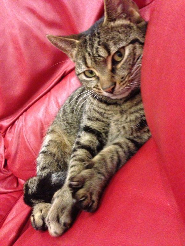 XboxBex's tweet photo. If anyone knows of someone or has themselves lost a tabby cat in Milton Keynes plz get in contact or retweet #lostcatmk http://t.co/KwGRKGmq