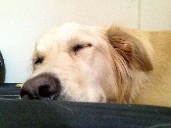 whittertwidder's tweet photo. Snoozin' and Treats, Treats and Snoozin'! http://t.co/FzdyLWtZ