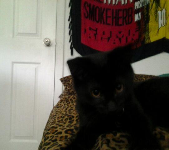 ambular1984's tweet photo. @CatsofInstagram this is Friday a rescue who loves to cuddle. He is an absolute mommas boy with a huge personality! http://t.co/GHOZ2A5V