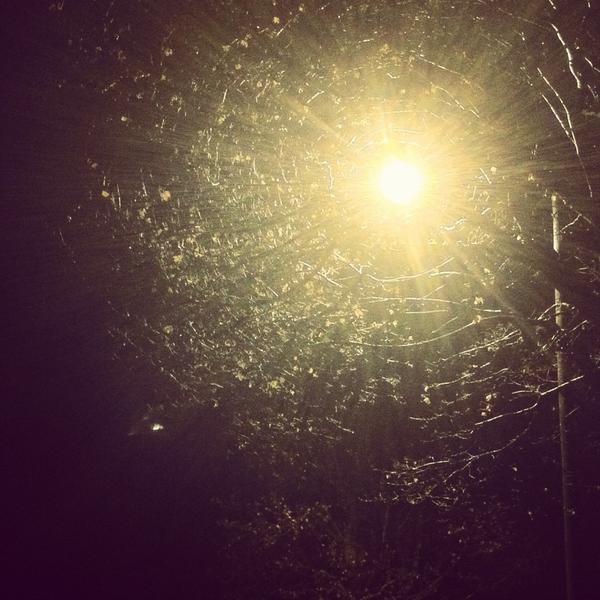 Street lamp. Tree. Rain.