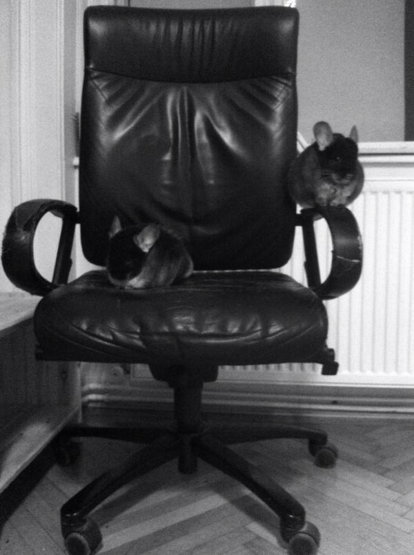ReadyFurAction's tweet image. Monday morning. Office chinchillas are already officing on office chair. #hardwork #chinchillas