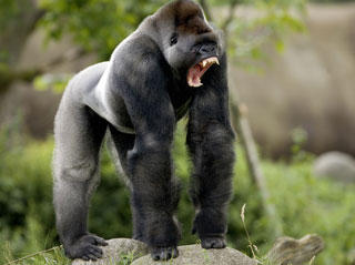 tychografie's tweet image. kennen jullie bokito nog? #mindrefresh