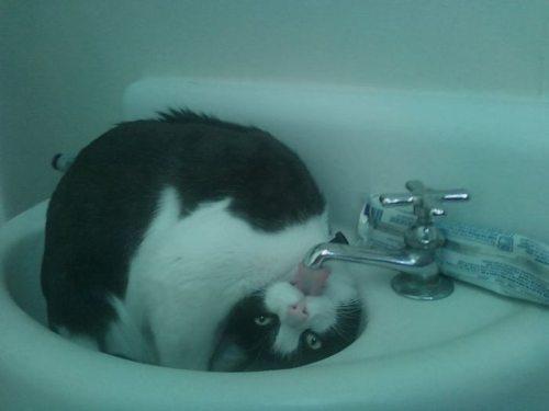 raubrey's tweet image. Probably the best photo of a cat licking water from a tap that you will ever see. Yep, it's that good.