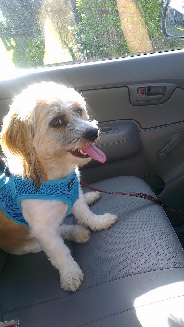 Winston in the Ute. Skeptical about the job we are heading to.