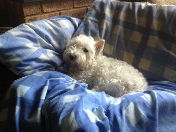 jbenningticc's tweet photo. Thanks @vamb1984 for my comfy nest !! @beckywakeling81 check the Walter out ! http://t.co/4lb7Qen5