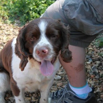 LostDogs-Scotland tweet media