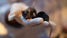 GuardingPros's tweet image. ‘Sniffer Mice’ Used To Detect Bombs And Drugs - bit.ly/Qri9ot