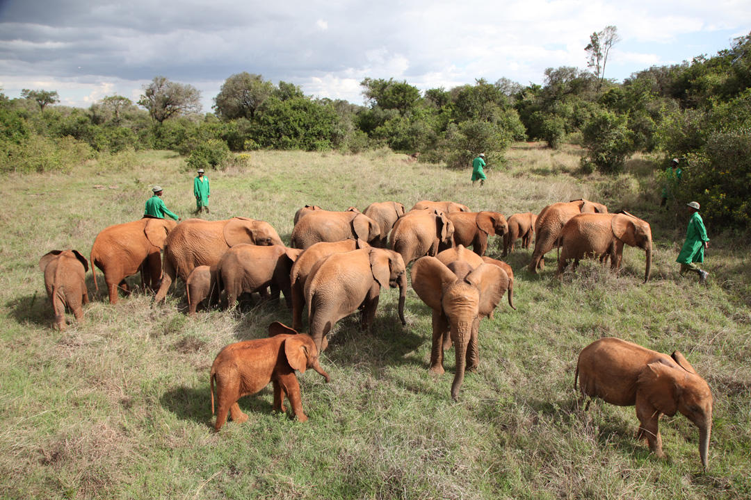 Sheldrick Wildlife on Twitter "The Nairobi Nursery Herd; 25 infant