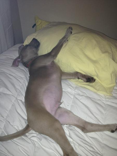 smithalexis1's tweet photo. Loving my sleepovers with this baby http://t.co/PlcosTO8