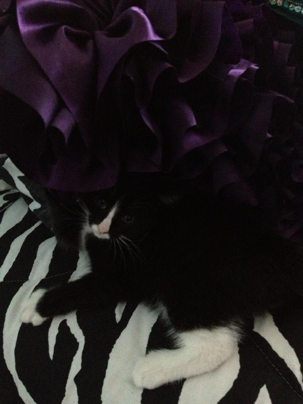 stephdoze's tweet image. Gorgeous creature 💜 #kittenobsessed