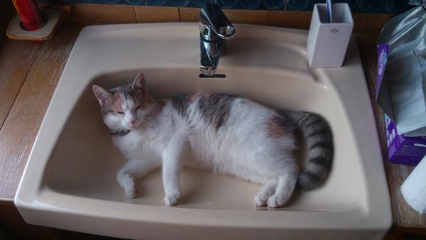 PalleH's tweet photo. Ligg inte där o sov kattjävel, gör lite nyttan! Hemma från BRIO-Byn. Osby! http://t.co/ifIO75DS