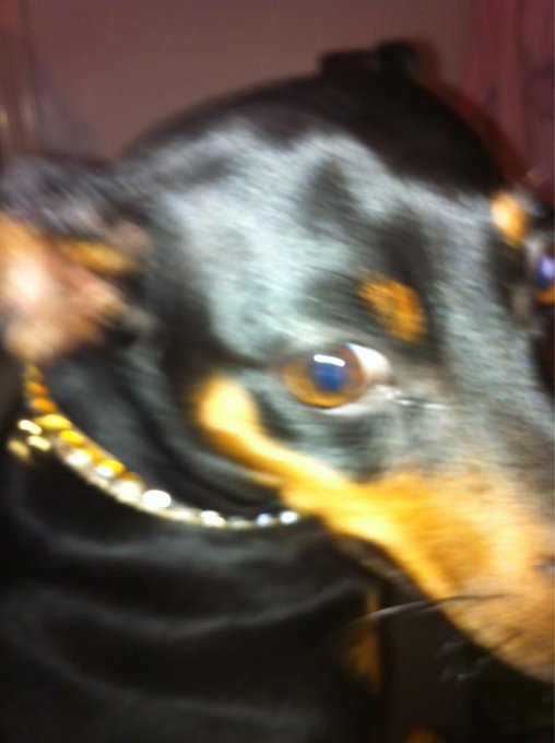My baby girl got some bling bling on her collar from moma! 🐶😊💋 http://t.co/3ZHFKu1T