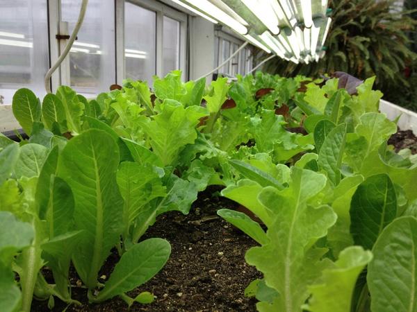 growpittsburgh's tweet image. Gourmet lettuce growing under lights in our greenhouse @thefrickpgh. #seasonextension