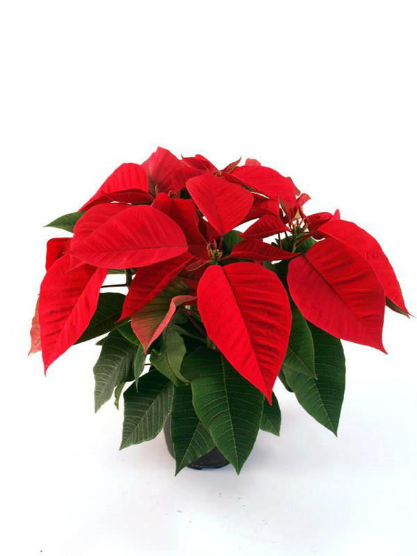 EntestInfo's tweet photo. ¡Ya está aquí la #Navidad!
Decora tu casa con una #Poinsettia, muy adecuada para estas fechas!!! http://t.co/UNbes7tG http://t.co/xgGR6xTQ