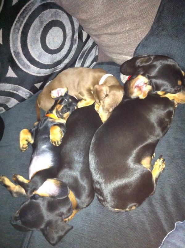 Last few days before the babies fly the nest... ;o)