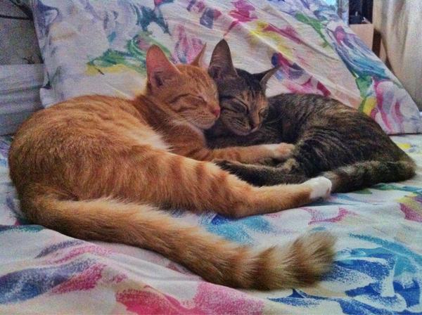 JohanYusoff's tweet photo. So sweet.. hahaha http://t.co/AB1W41ba