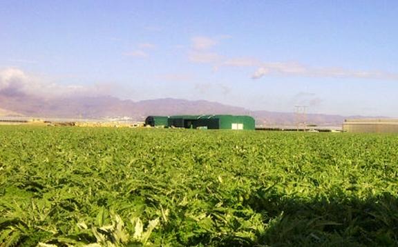 disurca1's tweet photo. Nuestras plantaciones de alcachofas en Níjar. http://t.co/n2vMZidD