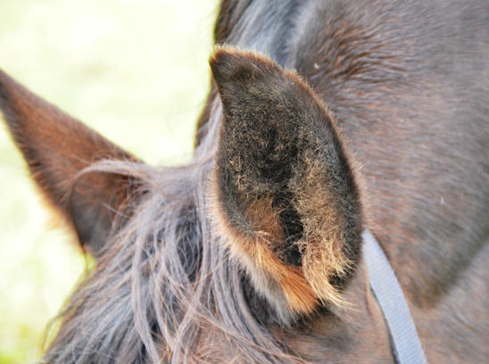 Haren aan de binnenzijde van het oor beschermen de oorschelp, volledig uitscheren is niet gewenst. #voorkompaardenleed