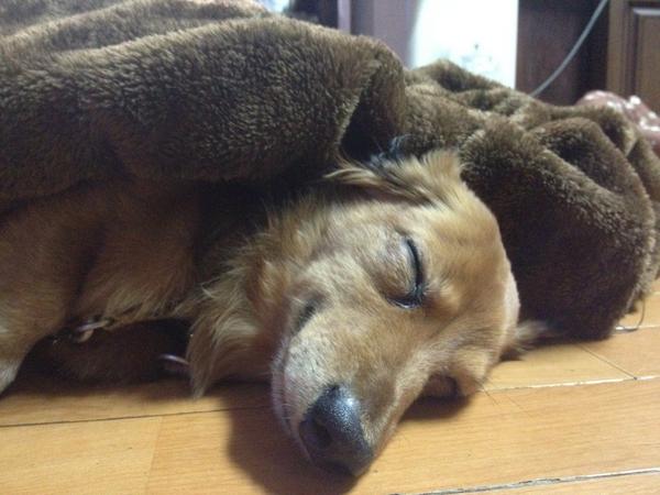 BakaOsharle's tweet image. チャーリー寝てるNOW\(//∇//)\