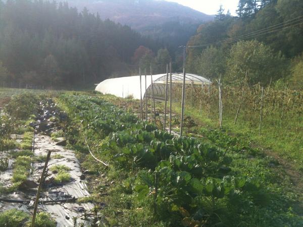 bertzela tweet picture