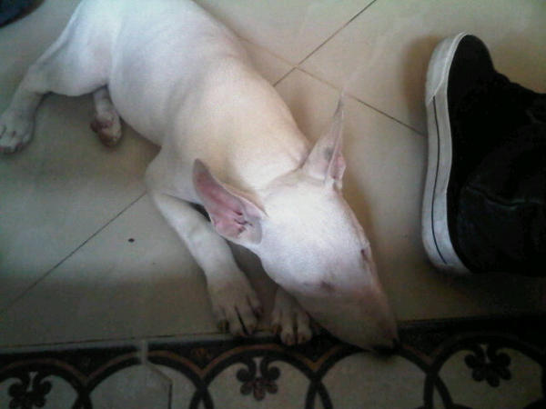 k_vibmx's tweet photo. My dog !!!!!!!! http://t.co/jNQb1yVA