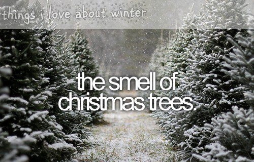 ChristmasCount's tweet image. RT if you love the smell of Christmas Trees! 🎄🎄🎄