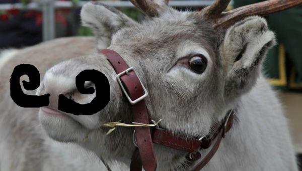 Rudolph_TheRed's tweet image. What does everybody think of my #Movember effort so far? @OfficialSanta isn&apos;t too keen. #reindeerproblems #moustache