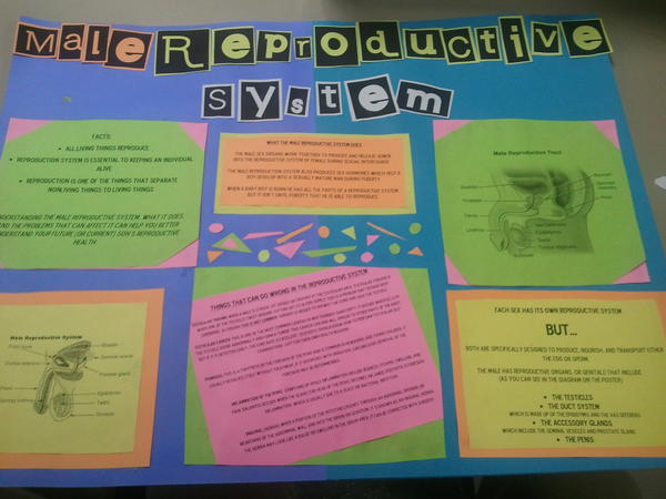 L_Giggidy's tweet image. My beautiful project! #DentalAssisting #MaleReproductiveSystem #SexyPoster ( ;