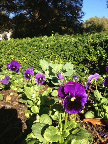 robyc_2010's tweet photo. Violet. http://t.co/oVSp1n2Z