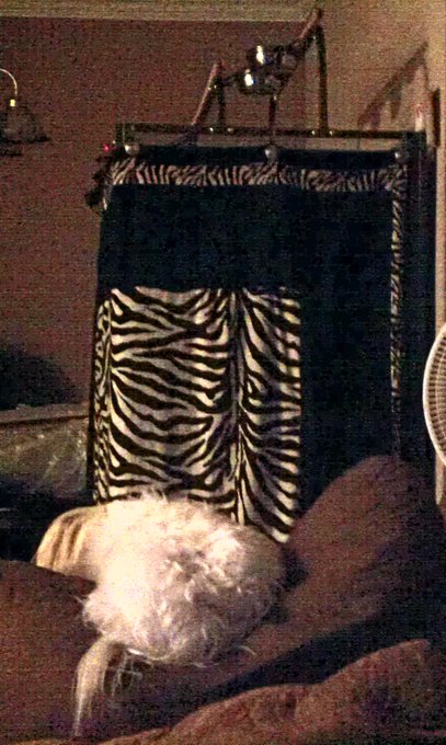 Maddison is soo in love with Angel, she's watching her sleep. Too Cute!! #TeacupMaltese #UmbrellaCockatoo<a href="/tag/teacupmaltese"class="tags"><span>#teacupmaltese</span></a><a href="/tag/umbrellacockatoo"class="tags"><span>#umbrellacockatoo</span></a>