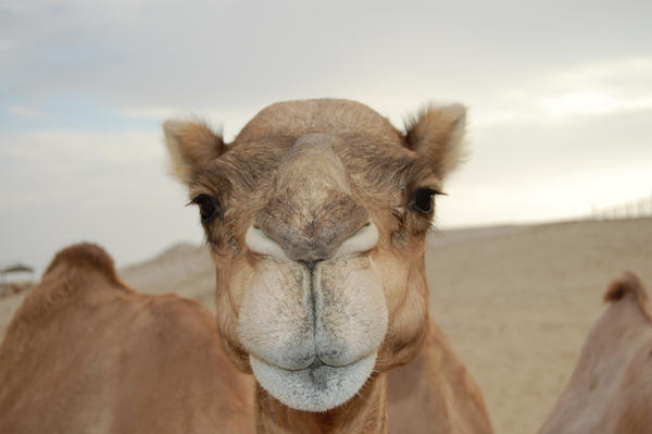 Meet a camel just like this one, when you go on one of ourUnited Arab Emirates tours. adventureworld.co.nz/tours-and-dest…