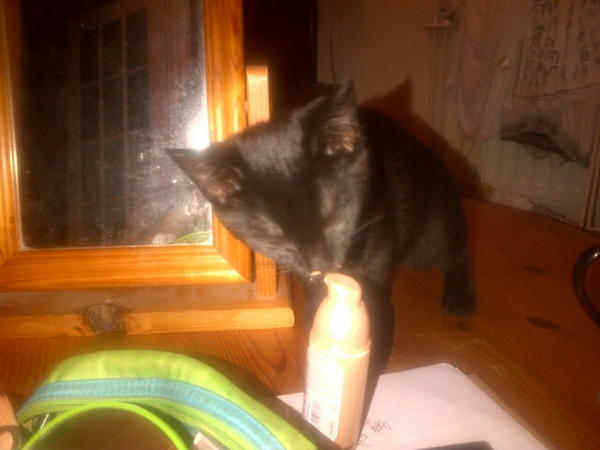 RaiRaeB's tweet photo. Boo's a glamour puss already @AjBabe88 #totaltrouble http://t.co/xzbQSlvX